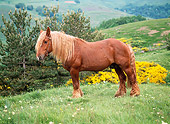 HOR 01 KH0155 01
Mulassier Horse Stallion Standing In Pasture
