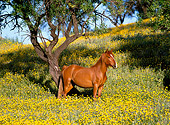 HOR 01 KH0156 01
Andalusian Arabian Horse Standing In Field Of Yellow Flowers