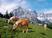 HOR 01 KH0157 01
Haflinger Horses Grazing In Pasture