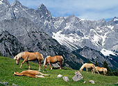 HOR 01 KH0158 01
Haflinger Horses Grazing In Pasture