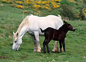 HOR 01 KH0159 01
Mulassier Horse Mare And Mule Foal Standing In Pasture