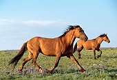 HOR 01 LS0001 01
Profile Of Two Wild Horse Stallions Trotting Across Plain Blue Sky