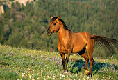 HOR 01 LS0002 01
Dun Wild Horse Stallion Standing On Hillside In Mountains