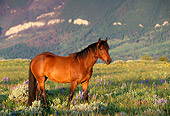 HOR 01 LS0003 01
Bay Wild Horse Stallion Walking In Field In Mountains