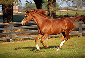HOR 01 LS0005 01
Chestnut Arabian Stallion Cantering In Corral