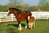 HOR 01 LS0007 01
Clydesdale Mare And Foal Standing In Corral Trees Blue Sky