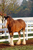 HOR 01 LS0008 01
Portrait Of Clydesdale Standing By Fence Trees