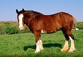 HOR 01 LS0009 01
Profile Of Clydesdale Standing In Field By Trees Blue Sky