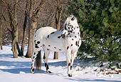 HOR 01 LS0010 01
Appaloosa Standing On Snow By Trees