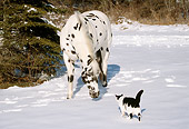 HOR 01 LS0011 01
Cat Approaching Appaloosa Standing On Snow By Trees