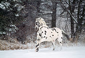 HOR 01 LS0012 01
Appaloosa Cantering On Snow By Trees