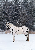 HOR 01 LS0015 01
Appaloosa Standing On Snow By Trees