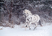 HOR 01 LS0016 01
Appaloosa Trotting On Snow By Trees