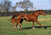 HOR 01 LS0017 01
Chestnut Thoroughbred Mare And Foal Galloping In Corral
