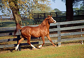 HOR 01 LS0018 01
Chestnut Arabian Horse Trotting In Corral