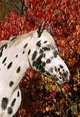 HOR 01 LS0019 01
Head Shot Of Appaloosa Standing By Autumn Trees