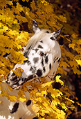 HOR 01 LS0020 01
Head Shot Of Appaloosa Standing By Autumn Trees