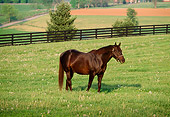 HOR 01 LS0021 01
Brown Thoroughbred Horse Standing In Field