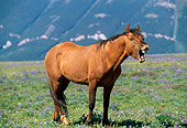 HOR 01 LS0022 01
Red Dun Wild Horse Stallion Yawning In Field In Mountains