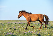 HOR 01 LS0023 01
Profile Of Dun Wild Horse Stallion Trotting In Field Blue Sky