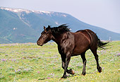HOR 01 LS0024 01
Black Wild Horse Stallion Trotting In Field In Mountains
