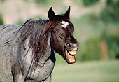 HOR 01 LS0027 01
Close-Up Blue Roan Wild Horse Stallion Neighing In Field In Mountains