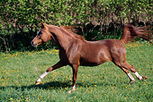 HOR 01 LS0028 01
Chestnut Arabian Stallion Galloping In Field Of Yellow Flowers By Shrubs
