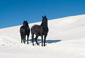 HOR 01 LS0030 01
Two Black Arabian Horses Standing On Snow Covered Hill