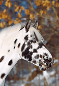 HOR 01 LS0031 01
Head Shot Of Appaloosa Horse By Trees