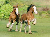 HOR 01 MB0001 01
Two Clydesdale Draft Horse Mares Cantering In Pasture