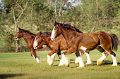 HOR 01 MB0002 01
Three Clydesdale Draft Horse Mares Trotting In Pasture