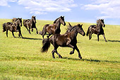 HOR 01 MB0004 01
Herd Of Friesian Horse Mares Trotting In Pasture Blue Sky