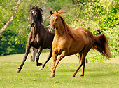 HOR 01 MB0007 01
Two Paso Fino Mares Cantering In Pasture