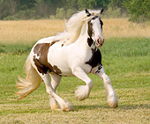 HOR 01 MB0008 01
Gypsy Vanner Horse Mare Cantering In Pasture