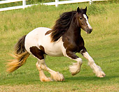 HOR 01 MB0009 01
Gypsy Vanner Horse Mare Cantering In Pasture