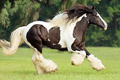 HOR 01 MB0011 01
Gypsy Vanner Horse Mare Cantering In Pasture