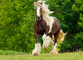 HOR 01 MB0012 01
Gypsy Vanner Horse Mare Trotting In Pasture
