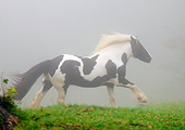 HOR 01 MB0013 01
Gypsy Vanner Horse Mare Cantering In Pasture In Fog