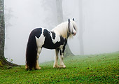 HOR 01 MB0014 01
Gypsy Vanner Horse Mare Standing In Pasture In Fog
