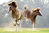 HOR 01 MB0015 01
Two Clydesdale Draft Horses Running And Bucking In Pasture