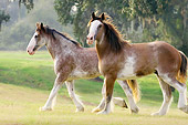 HOR 01 MB0016 01
Two Clydesdale Draft Horses Trotting In Pasture