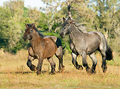 HOR 01 MB0018 01
Two Blue Roan Brabant Draft Horse Fillies Cantering In Pasture