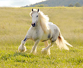 HOR 01 MB0019 01
Gypsy Vanner Horse Mare Trotting In Pasture