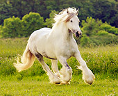 HOR 01 MB0020 01
Gypsy Vanner Horse Mare Cantering In Pasture