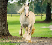 HOR 01 MB0023 01
Gypsy Vanner Horse Mare Trotting In Pasture Toward Camera
