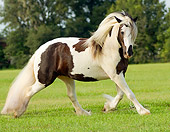 HOR 01 MB0024 01
Gypsy Vanner Horse Mare Trotting In Pasture