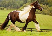 HOR 01 MB0025 01
Gypsy Vanner Horse Mare Trotting In Pasture