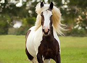 HOR 01 MB0026 01
Gypsy Vanner Horse Mare Trotting In Pasture Toward Camera