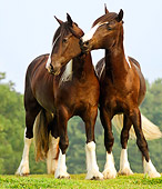 HOR 01 MB0028 01
Two Gypsy Vanner Fillies Standing In Pasture Blue Sky