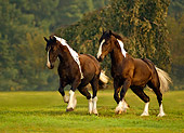 HOR 01 MB0029 01
Two Gypsy Vanner Fillies Cantering In Pasture By Trees